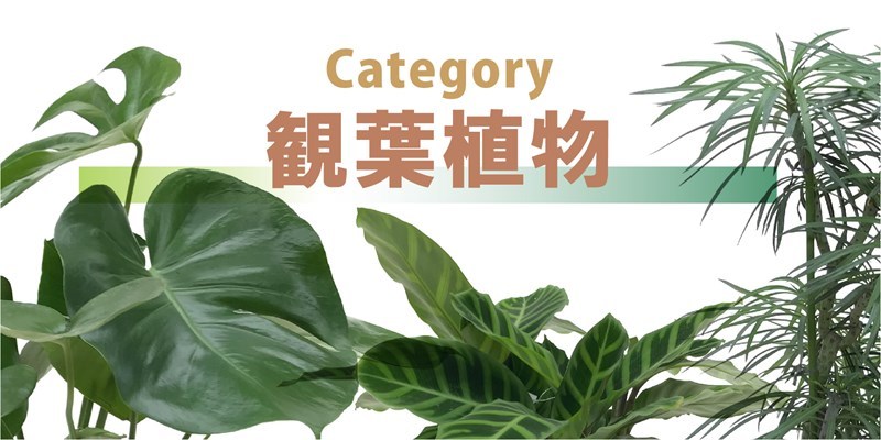 カテゴリー 観葉植物