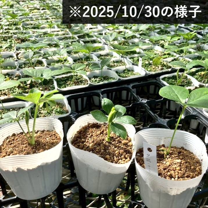 クリスマスローズ 伊勢みやび 3.5号 夕凪｜山野01-D1 : 赤塚植物園