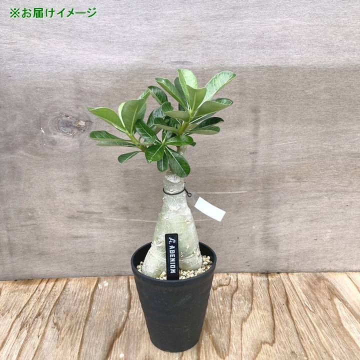 数量限定】アデニウム オベスム 5号 珍しい斑入り Dang Khao（17