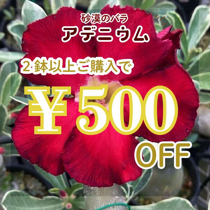 赤塚植物園ヤフー店の「【2つご購入で】アデニウム500円OFFクーポン！」のクーポン