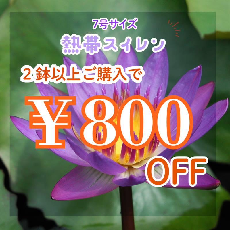 赤塚植物園ヤフー店の「【2つご購入で】スイレン7号800円OFFクーポン！」のクーポン