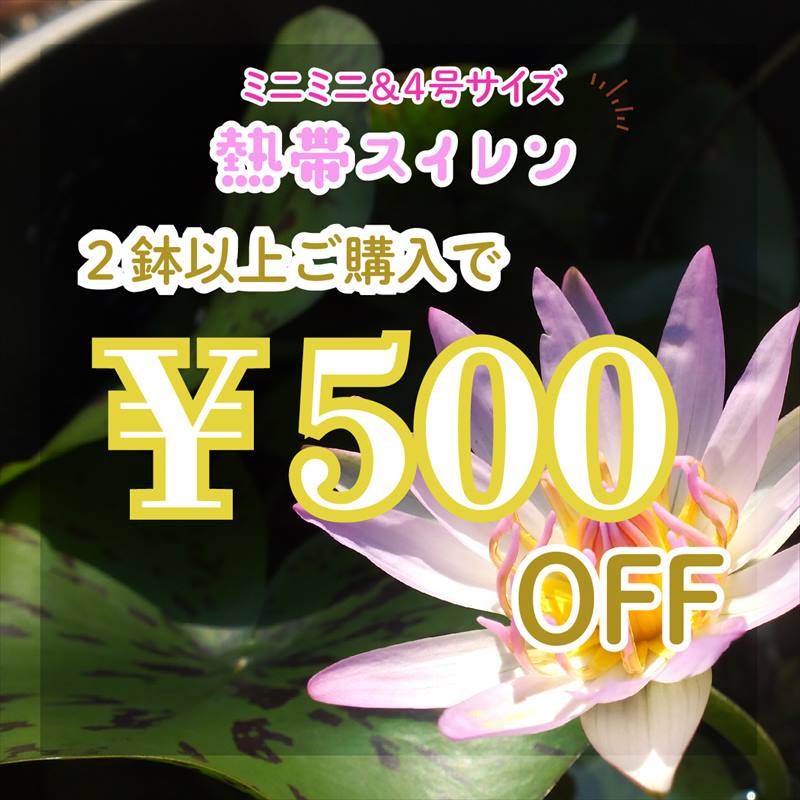 赤塚植物園ヤフー店の「【2つご購入で】ミニミニスイレン・スイレン4号500円OFFクーポン！」のクーポン