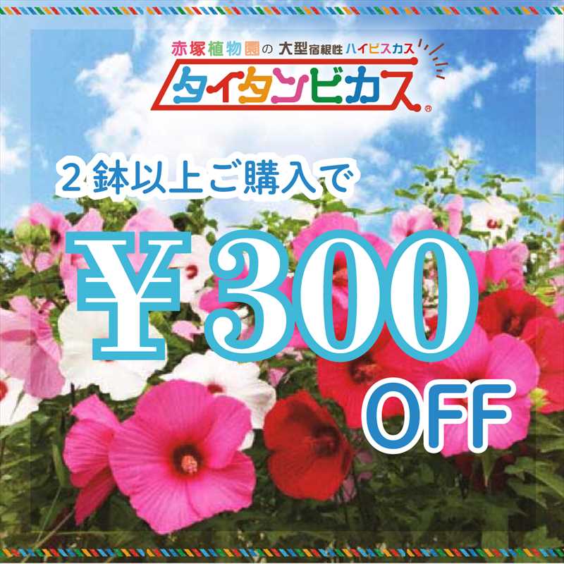 赤塚植物園ヤフー店の「【2つご購入で】タイタンビカス300円OFFクーポン！」のクーポン