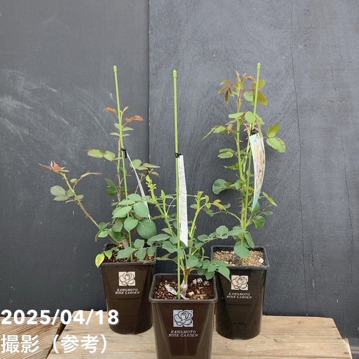 株状態例