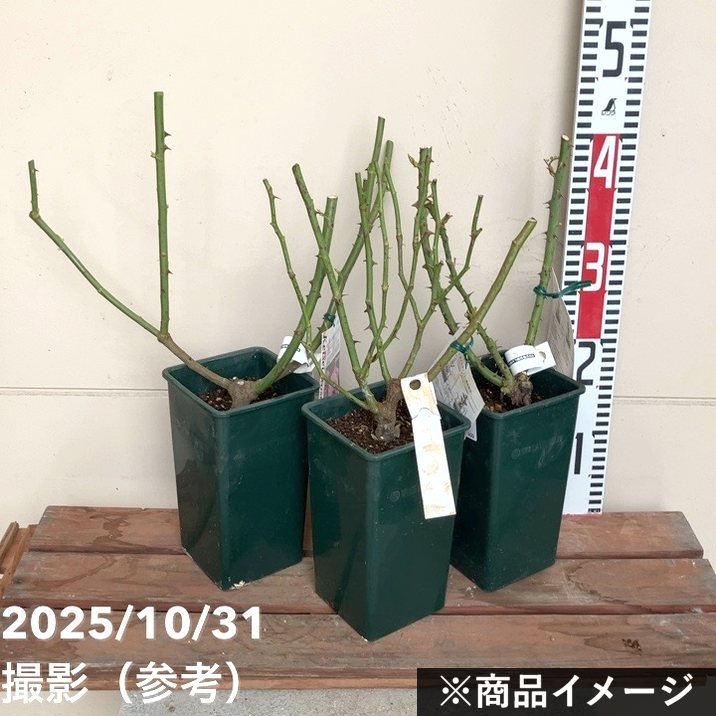 バラ大苗 恋いづな（こいいづな） 4.5号ロングポット 京成バラ園芸