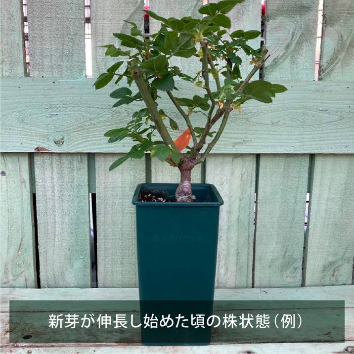 楽天市場】【大苗】バラ苗 こいいづな【恋いづな】 国産苗 6号