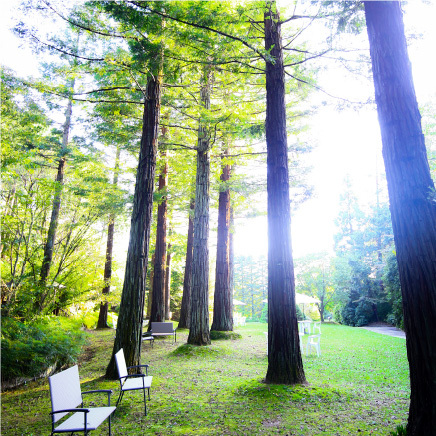 赤塚植物園のレッドヒル　ヒーサーの森の風景