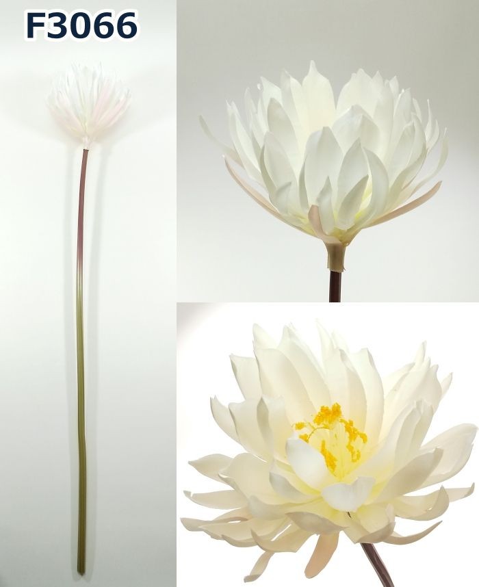 月下美人　2個セット 81YkFxzuuvL._UF1000,1000_QL80_.jpg