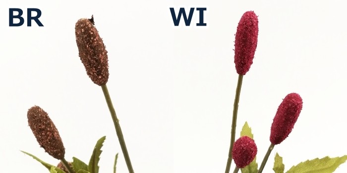 ワレモコウ様 ワレモコウ | Sanguisorba officinalis | かぎけん花図鑑