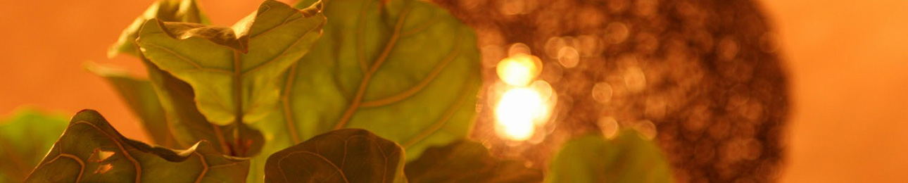 リゾートインテリア アラミー ヘッダー画像