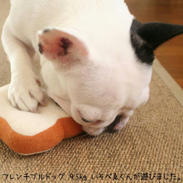 いそべゐ