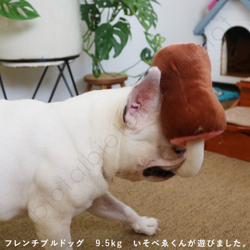 使用img