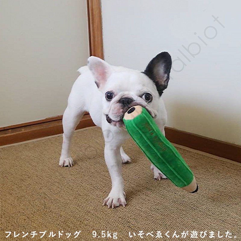 静岡下田の鹿の角14本 （愛犬のおもちゃ/ハンドクラフト素材） 静岡