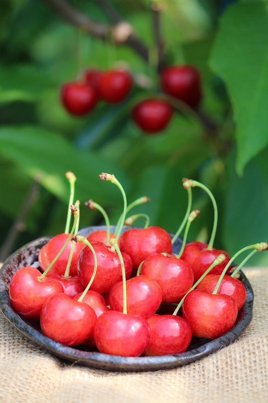 予約□山形県産 超希少 幻のぶどう 天山 超特大1房（目安900g以上）9