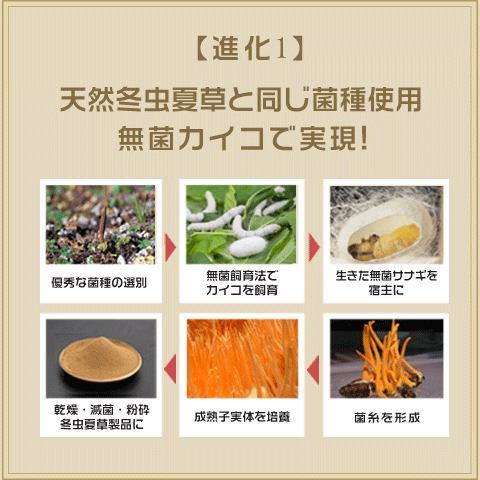 吸収型冬虫夏草 純度100% 無添加 無著色 冬虫夏草 10本セット 国際博覧会金賞受賞！虫草 サナギタケ 虫草素 コルディセピン_9