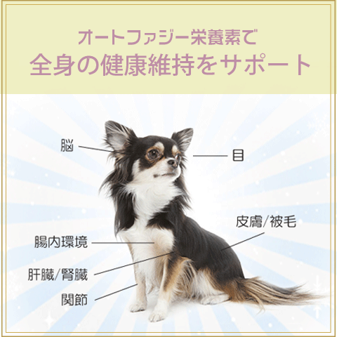 犬 サプリ ３袋セット オートファジー ペット 関節 皮膚 免疫 腎臓 脳 心血管 高齢 シニア 非変性２型コラーゲン プロテオグリカン 米胚芽抽出物 コンドロイチン_8