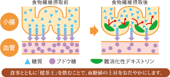 「食物繊維摂取前」と「食物繊維摂取後」の比較図
