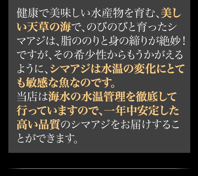 健康で美味しい水産物を育む、美しい天草の海で、のびのびと育ったシマアジは、脂ののりと身の締りが絶妙！ですが、その希少性からもうかがえるように、シマアジは水温の変化にとても敏感な魚なのです。当店は海水の水温管理を徹底して行っていますので、一年中安定した高い品質のシマアジをお届けすることができます。