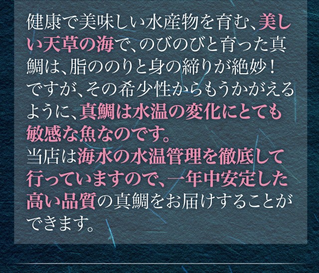 健康で美味しい水産物を育む、美しい天草の海で、のびのびと育った真鯛は、脂ののりと身の締りが絶妙！ですが、その希少性からもうかがえるように、真鯛は水温の変化にとても敏感な魚なのです。当店は海水の水温管理を徹底して行っていますので、一年中安定した高い品質の真鯛をお届けすることができます。