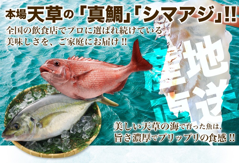 11周年記念イベントが 熊本県 天草鯛の漬け魚 磯風味 1g Champacheval Fr