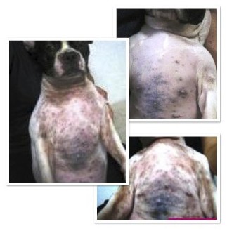 プロバイオCa：ペットの口臭・体臭・便臭、アトピー、アレルギーに