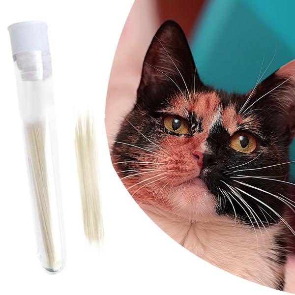 フェイク猫の??ひげ 本物そっくり DIY アクセサリー フェルトプロジェクト フェイスコスチューム 035mm ベージュ