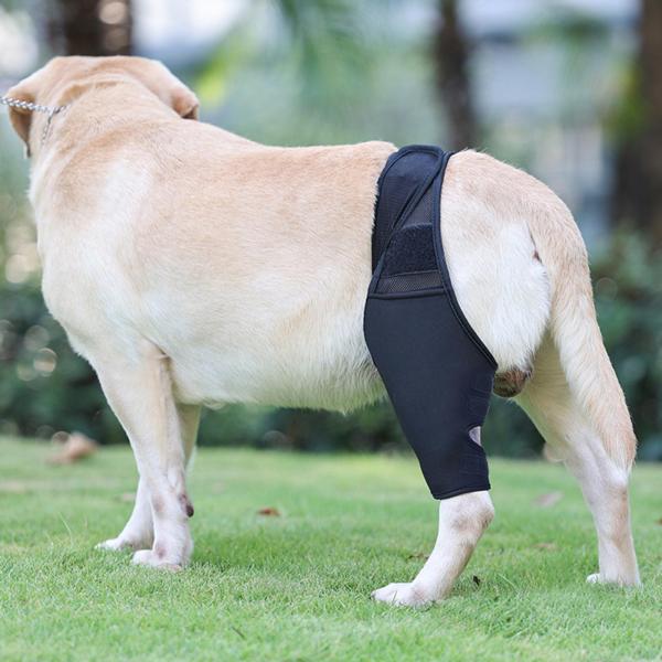 犬の肘ー、犬の膝ブレース、着用しやすい犬の脚の袖、犬の肘の
