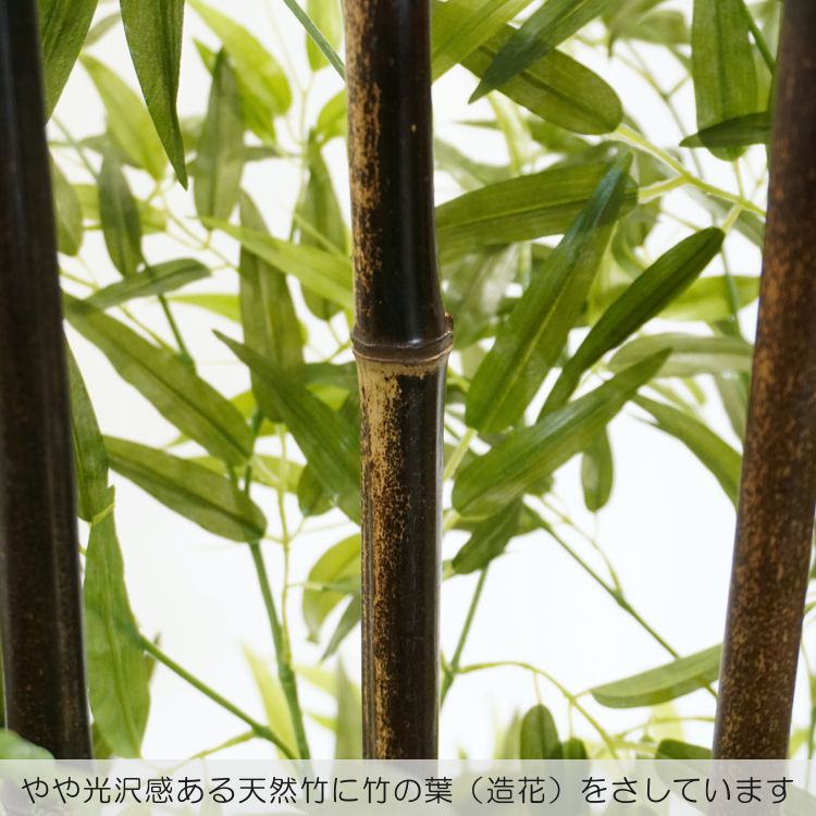 茶太郎さま専用 黒竹② 高さ約180cm 生垣 目隠し 茶太郎さま専用 黒竹② 高さ約180cm 生垣 目隠し 【公式通販】