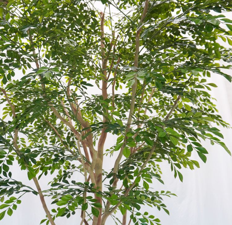 大きい シマトネリコ の木 高さ230cm (インテリア フェイク グリーン