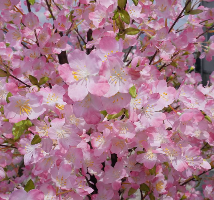 桜 の木 デラックス 180cm (造花 春 インテリア 観葉植物 サクラ 木