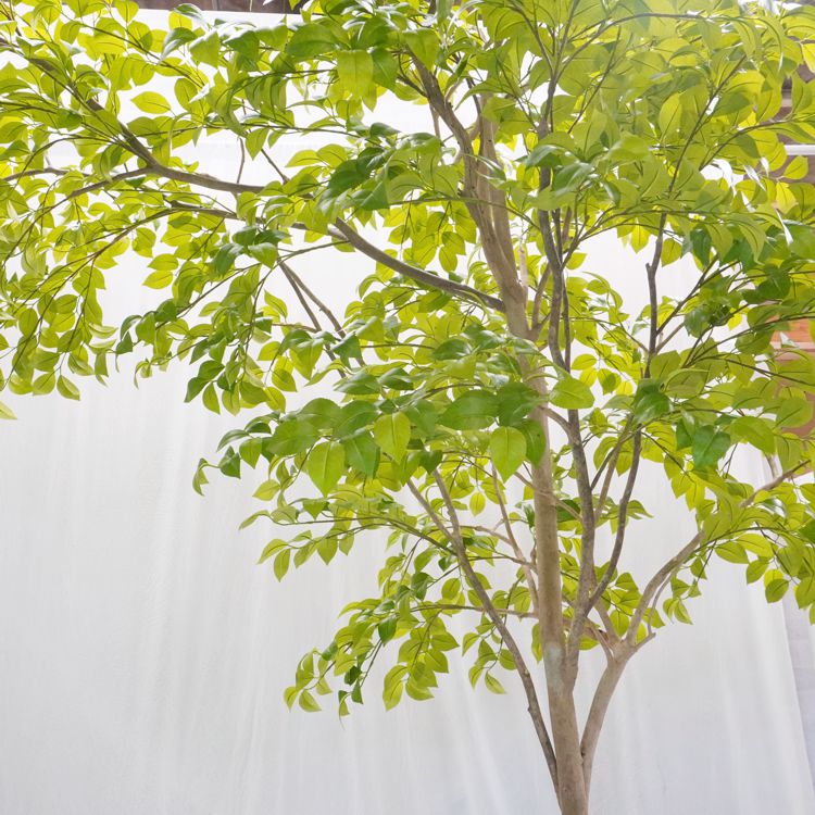 ツリー　樹木　天然木　きはだ ツリー樹木天然木きはだ