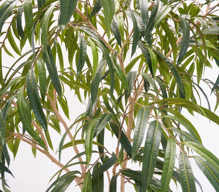 ショウナンゴムの木 180cm (土台が選べる ) (フィカスイレグラリス