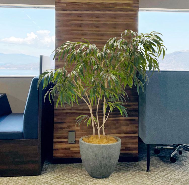 ショウナンゴムの木 180cm (土台が選べる ) (フィカスイレグラリス