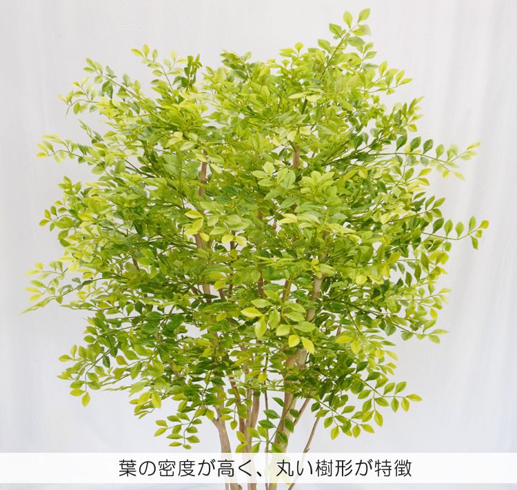 丸い シマトネリコの木 明るい葉 150cm (フェイクグリーン 造花 丸い シマトネリコの木 明るい葉 150cm (フェイクグリーン 造花