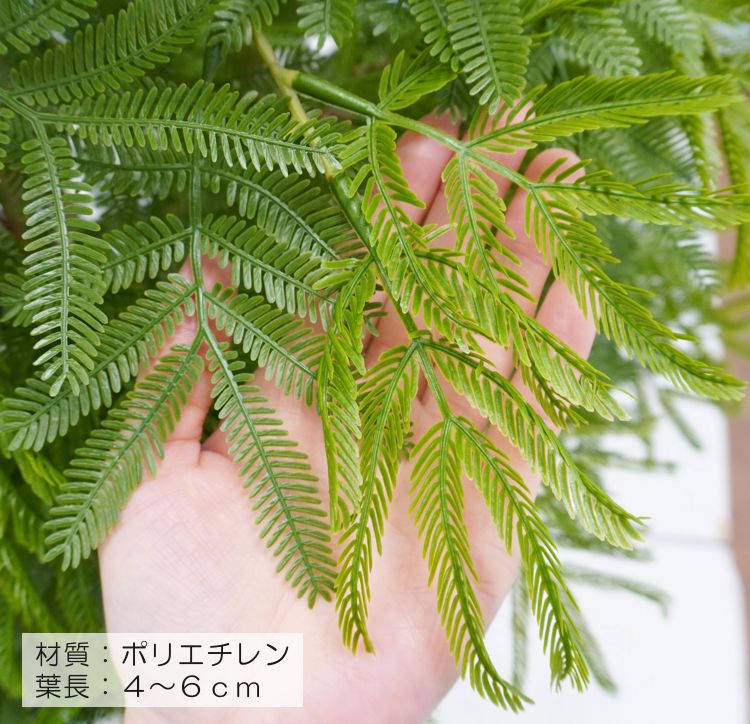 幅広がりのエバーフレッシュ 120cm (ネムノキ ねむのき フェイク
