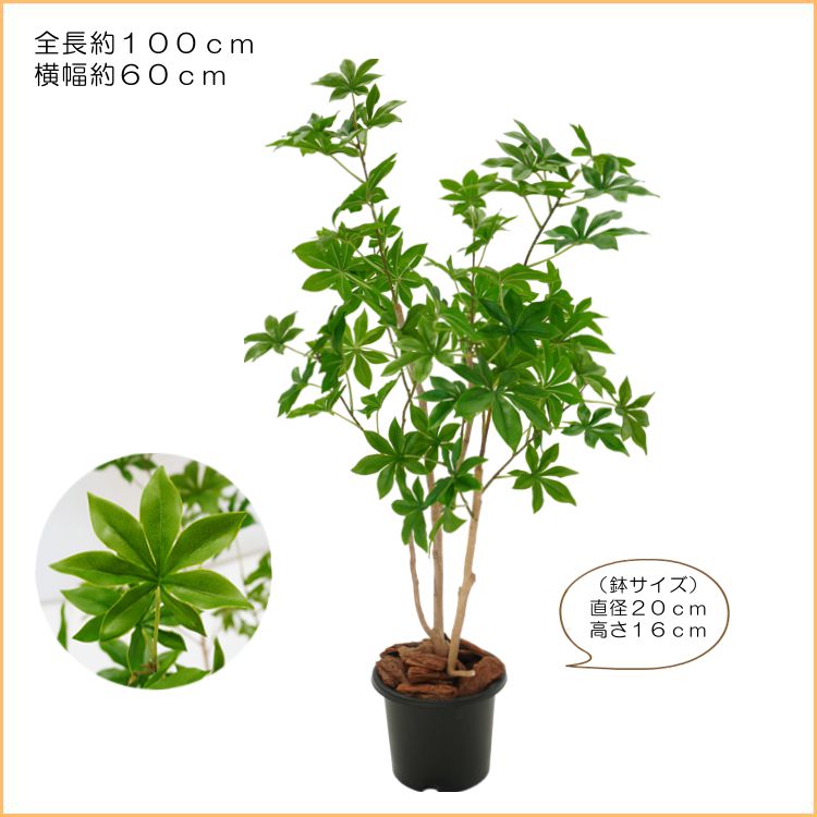 バオバブの木 100cm (フェイクグリーン 造花 インテリア 観葉植物