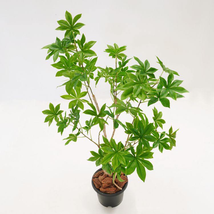 光触媒　人工観葉植物　ウォールグリーン　フェイク　フラワー　バオバブの木63 光触媒 人工観葉植物 ウォールグリーン フェイク フラワー562233