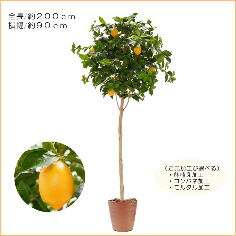 アーティフィシャルフラワー⚫︎レモンの木【2本】 レモンの木トピアリー 実付き 180cm (人工観葉植物 檸檬 れもん 造花