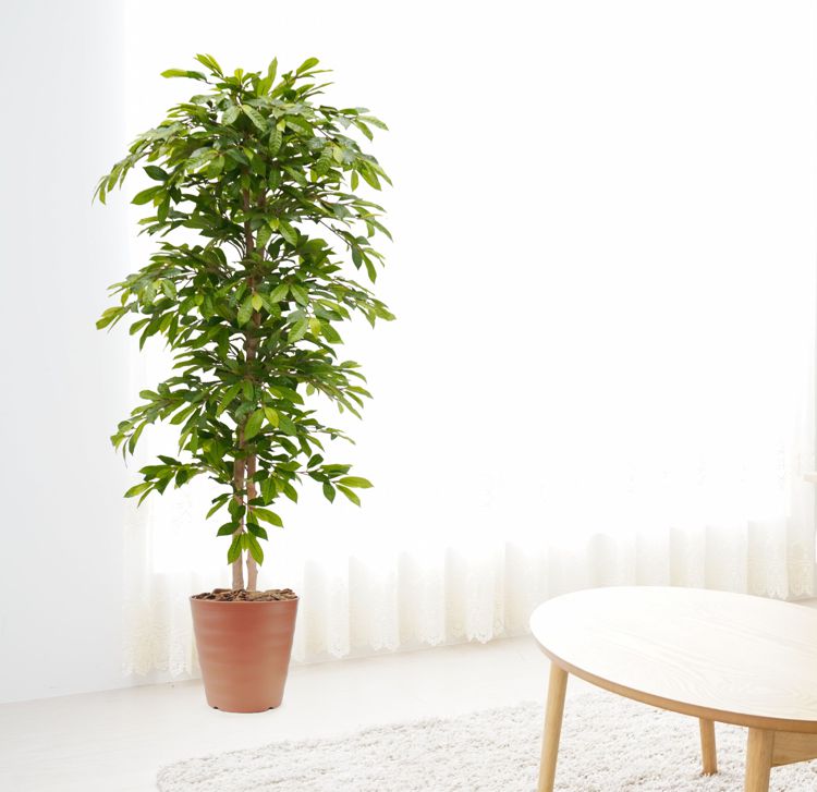 その他観葉植物 muchichi グリーンジャック 170cm (フェイクグリーン 造花 オーストラリア