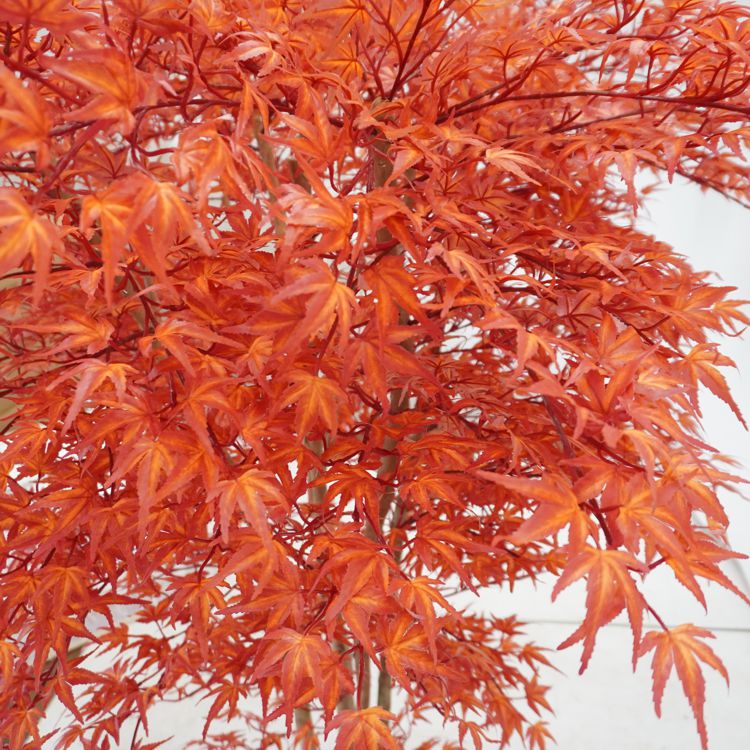 赤 モミジ 5本株立ち 150cm (フェイクグリーン 人工観葉植物 造花