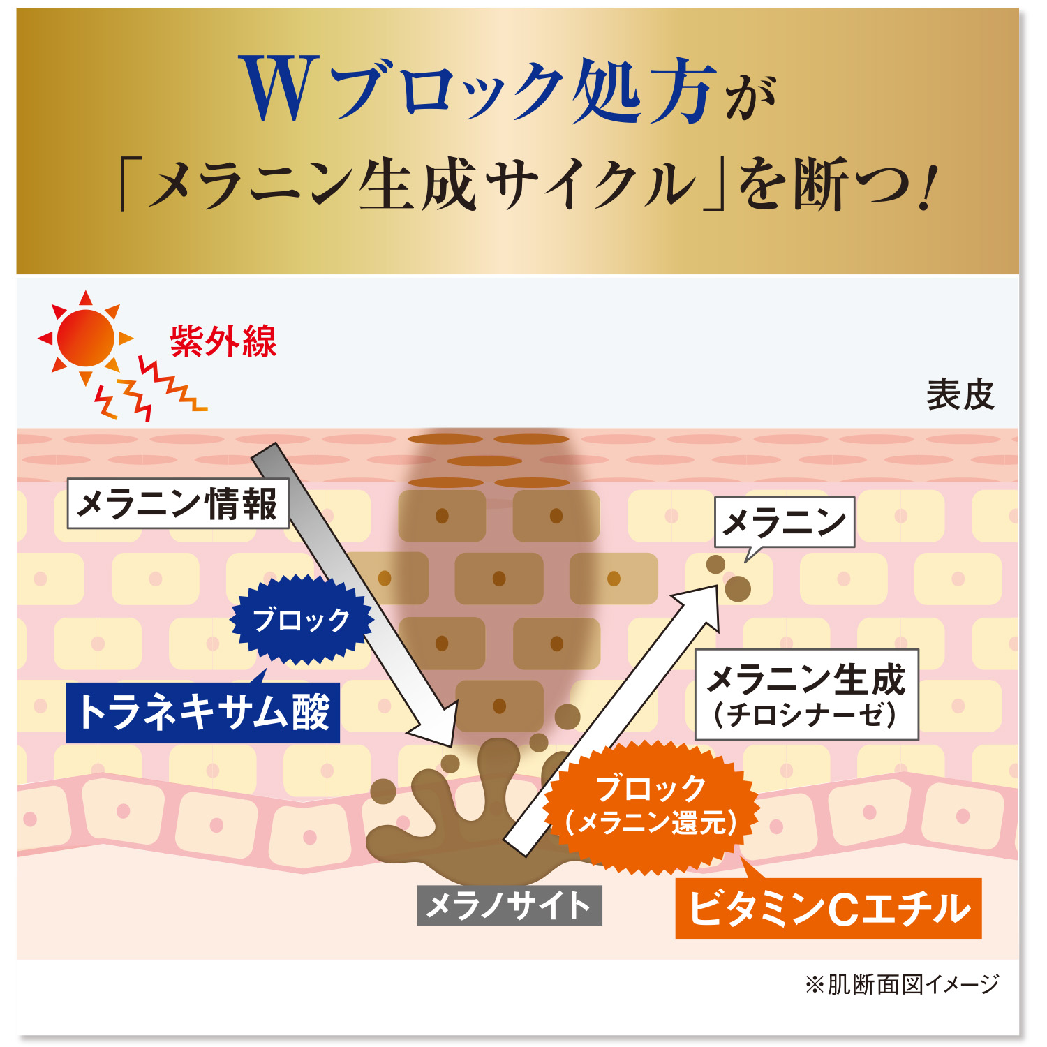 MUNOAGE 公式 ミューノアージュ 薬用美容液 30mL（ダブル