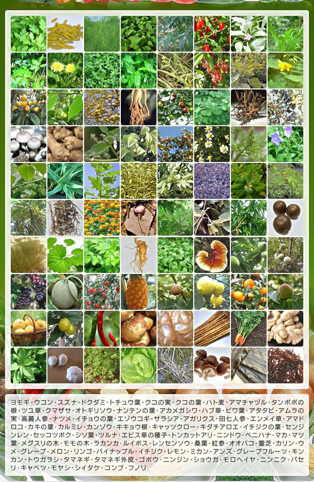80種類の野草・野菜・果実