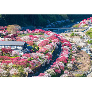 ジグソーパズル シリーズ・日本の都市 120 長野県下伊那郡「阿智村 花桃の里」 300ピース (300-476)