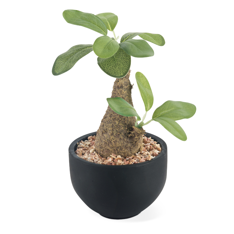 現品　キンコウボク　金厚朴　希少　24番　観葉植物　植木　インテリアグリーン キシマ フェイクグリーン 多肉植物 コーデックス 鉢 おしゃれ