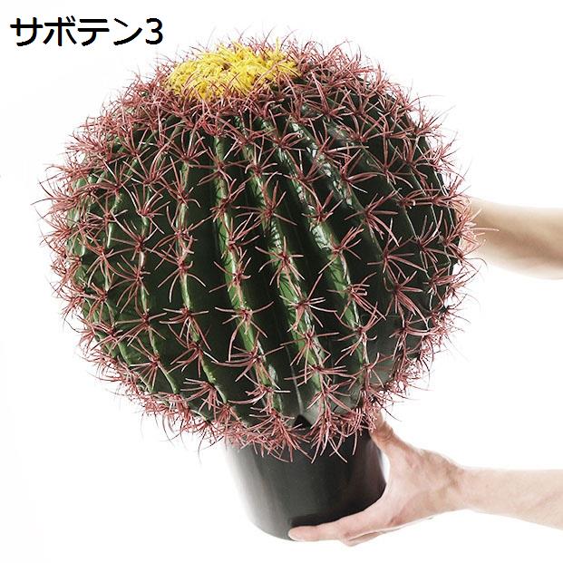 サボテン ランポー玉（花、ガーデニング）の商品一覧 通販 - Yahoo