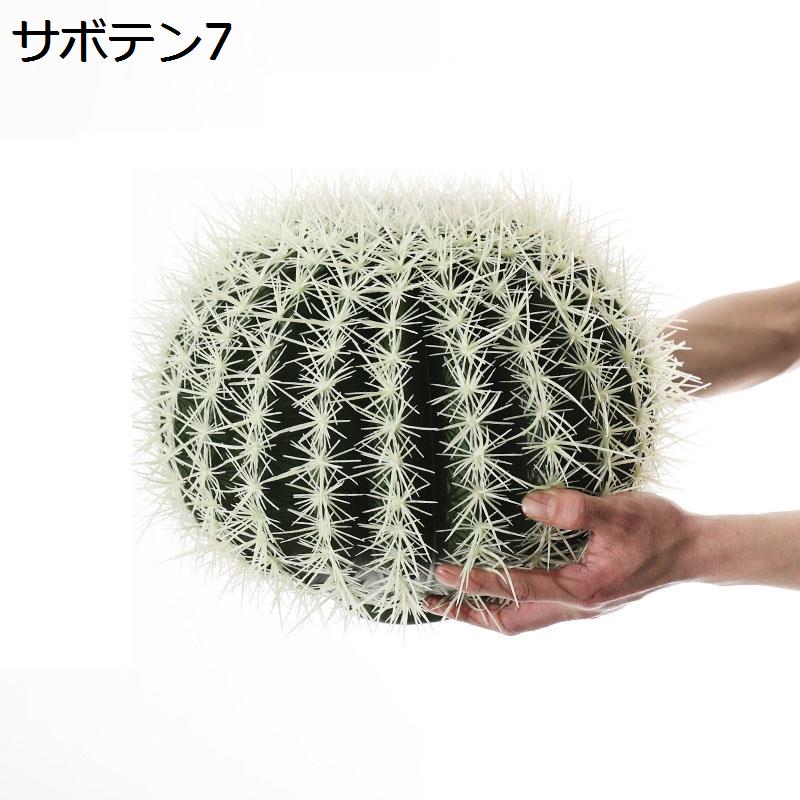 サボテン ランポー玉（花、ガーデニング）の商品一覧 通販 - Yahoo