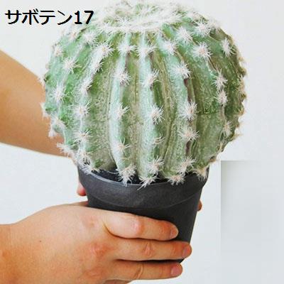 サボテン ランポー玉（花、ガーデニング）の商品一覧 通販 - Yahoo