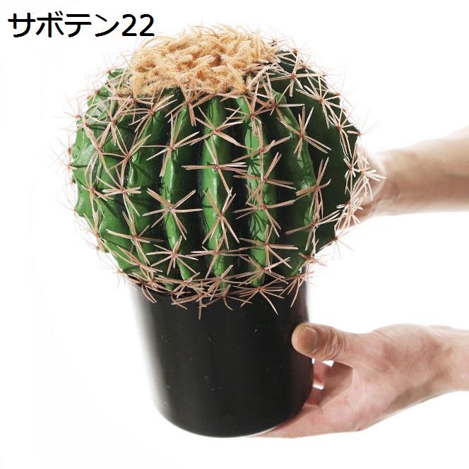サボテン ランポー玉（花、ガーデニング）の商品一覧 通販 - Yahoo