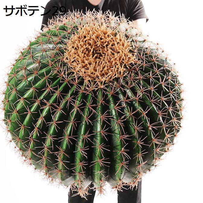 サボテン ランポー玉（花、ガーデニング）の商品一覧 通販 - Yahoo