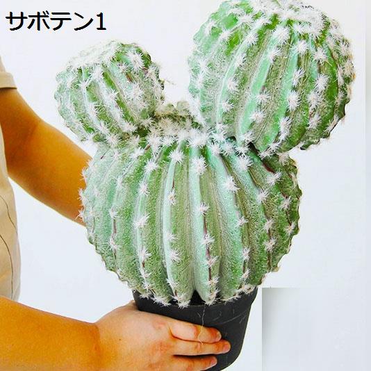サボテン ランポー玉（花、ガーデニング）の商品一覧 通販 - Yahoo